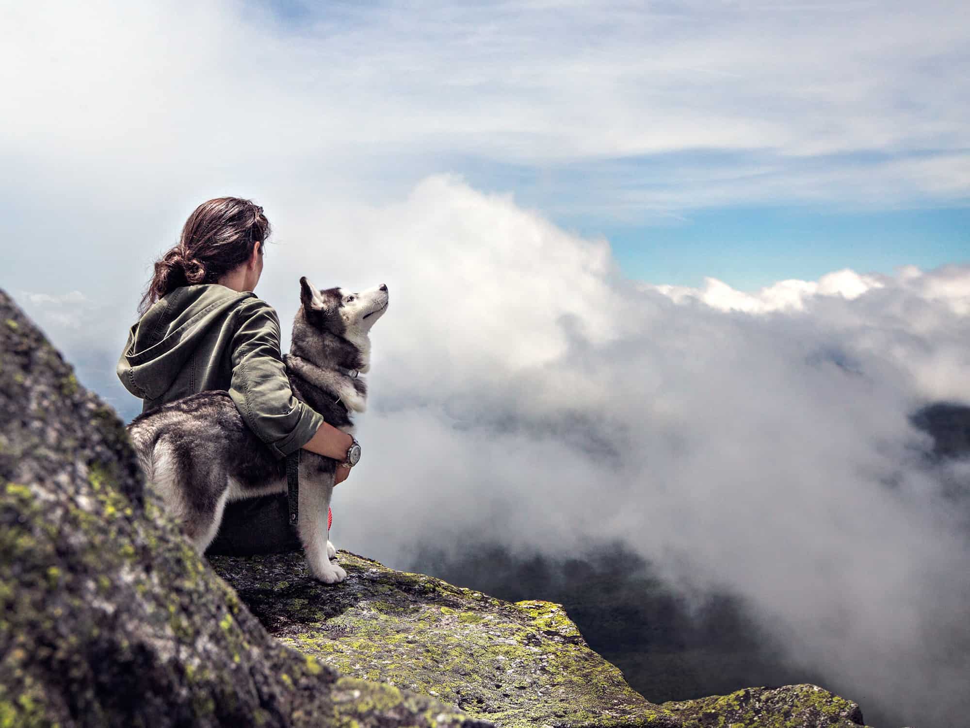 Alpha Instincts Dog Training logo