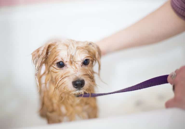 Remove Pet Stains and Odors