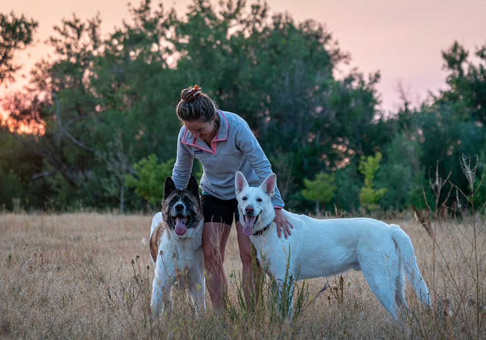 Does The Humane Society Euthanize Aggressive Dogs