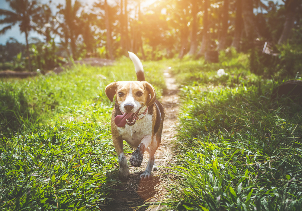 Lake Martin Humane Society Pet Adoption