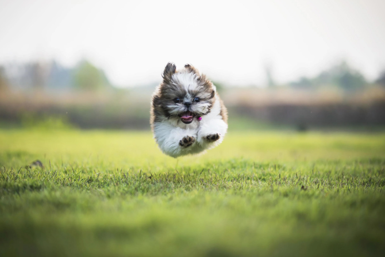 Wendy Volhard s Puppy Aptitude Test Alpha Instincts Dog Training