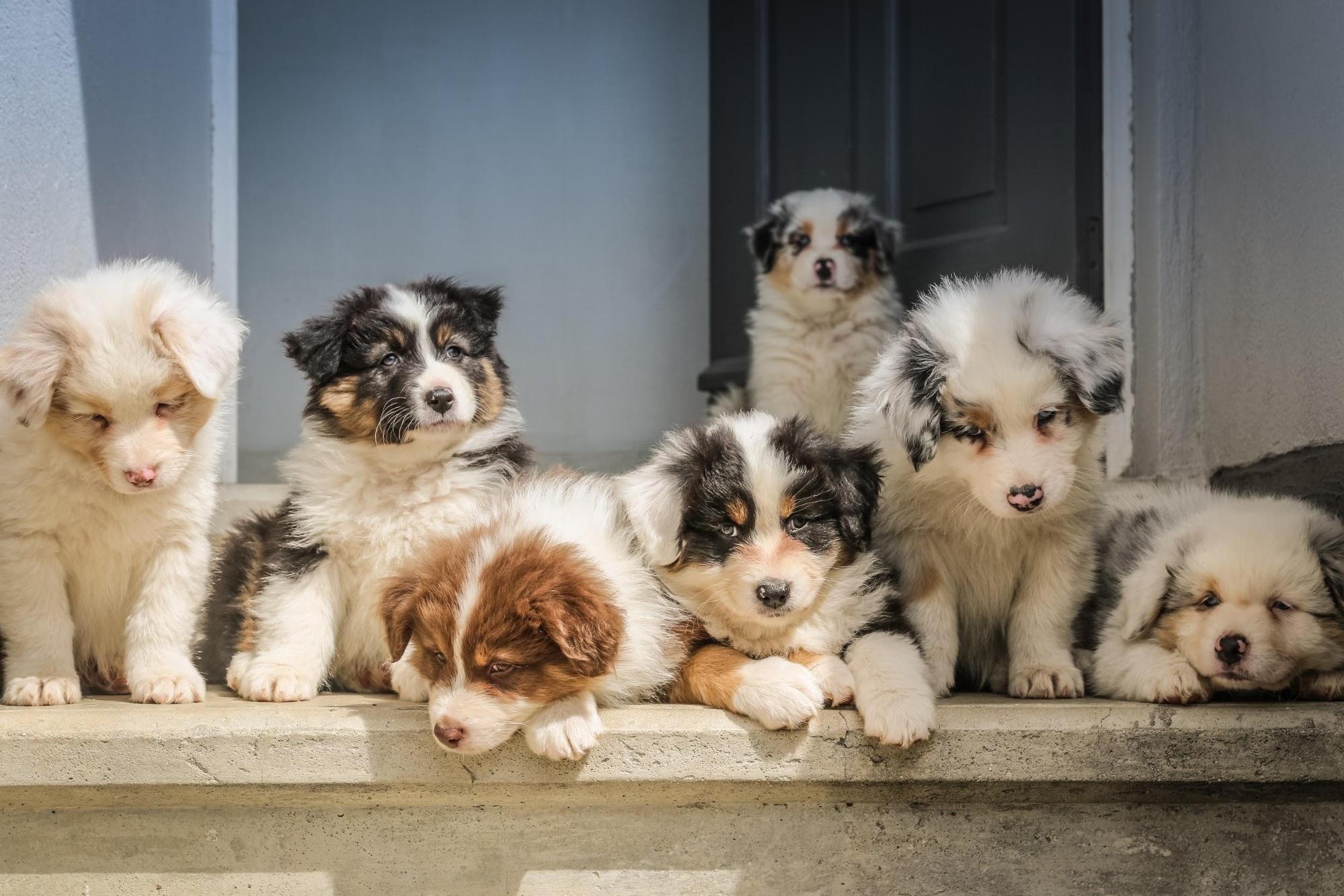 Crate training australian outlet shepherd