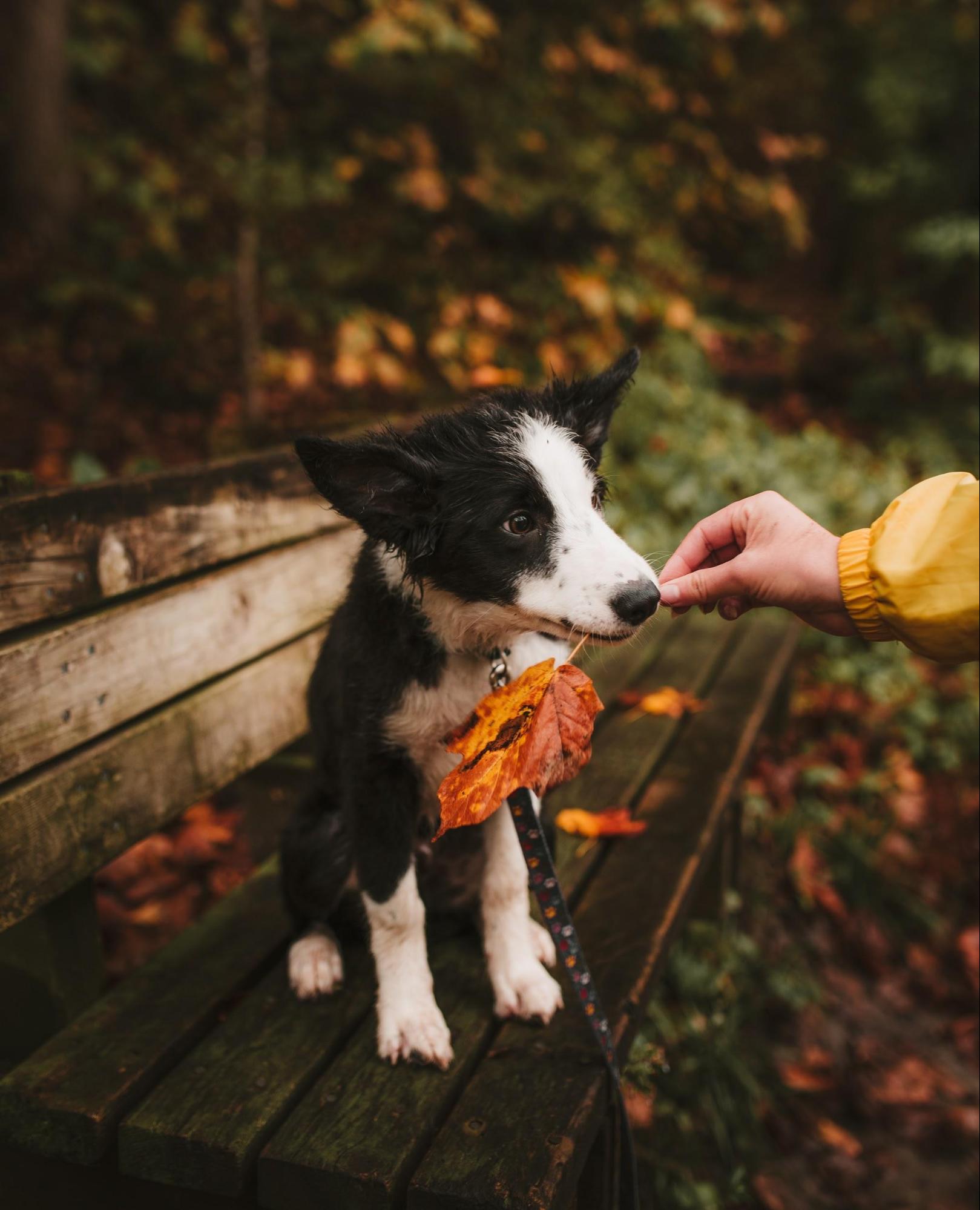 Pros and Cons of Choosing a Border Collie as a Pet - PetHelpful