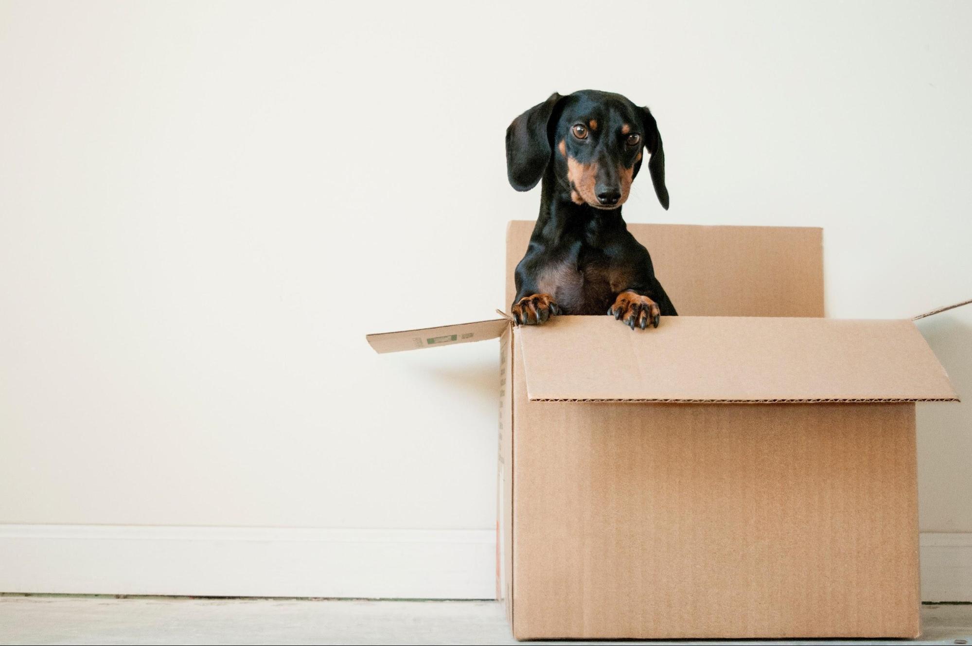 How To Stop Using Pee Pad With Your Puppy Alpha Instincts Dog Training