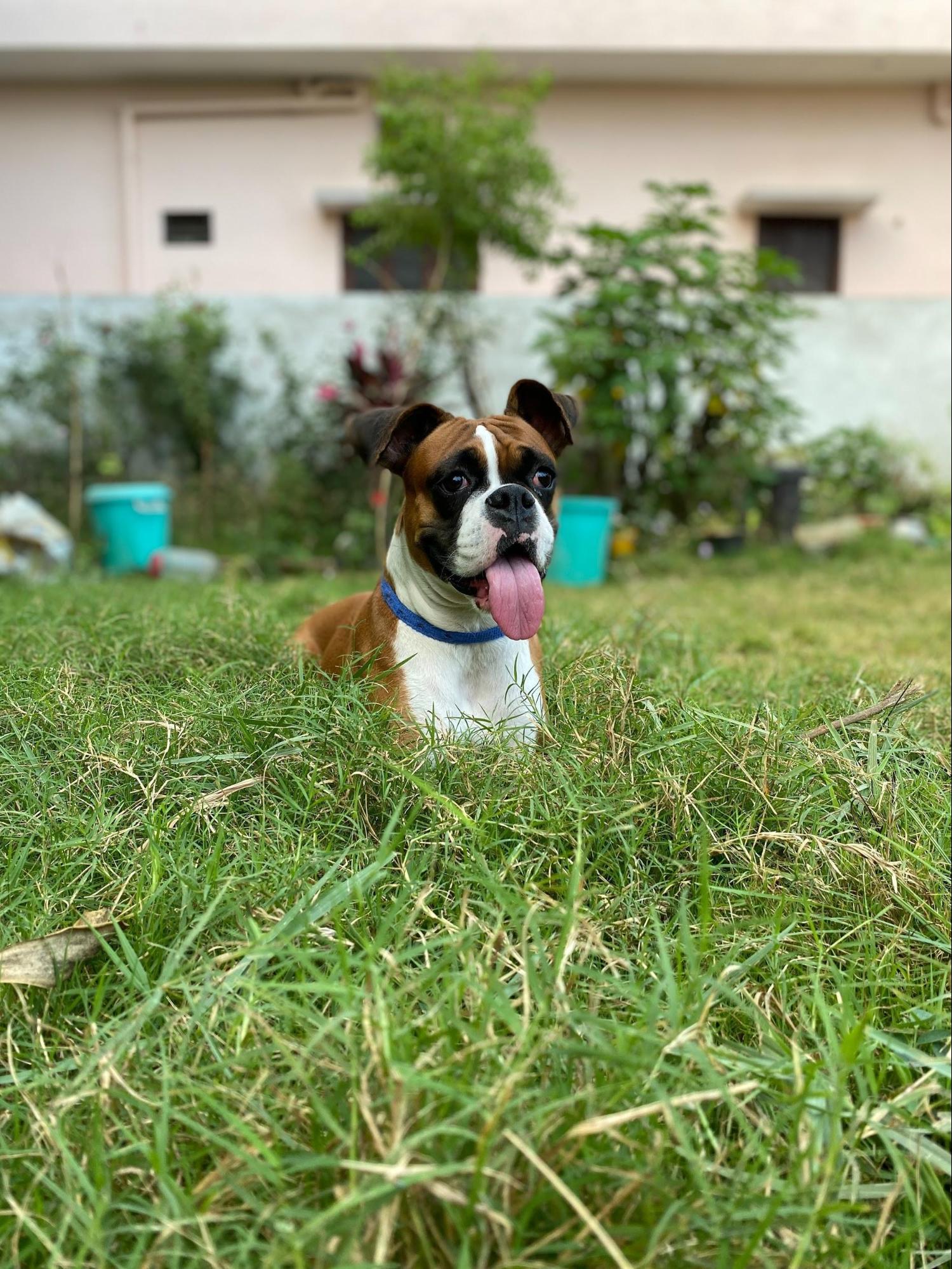 Transition puppy from shop pee pad to outside